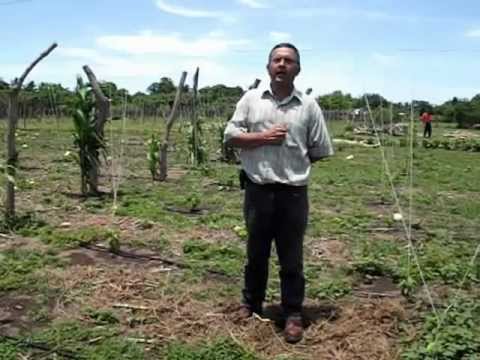Sistema de riego solar cultivo de loroco el salvador - DAKXIM - Mexico