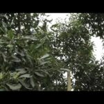 Aguacate Con Riego Por Goteo - Categoría Riego Agrícola Videos 2021 - @Dakxim México