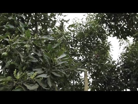 Aguacate Con Riego Por Goteo - Categoría Riego Agrícola Videos 2021 - @Dakxim México