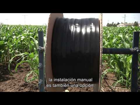 Cultivo De Maíz Mediente Riego Por Goteo - Categoría Riego Agrícola Videos 2021 - @Dakxim México