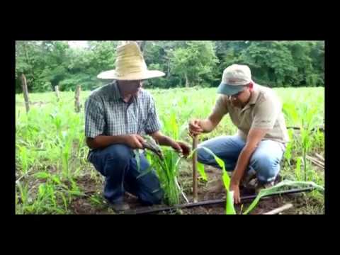 Instalación De Sistema De Riego Por Goteo - Categoría Riego Agrícola Videos 2021 - @Dakxim México