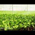 Mundoriego | La Wikipedia Del Riego Agrícola - Categoría Riego Agrícola Videos 2021 - @Dakxim México