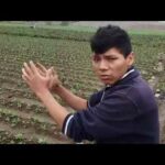 Riego Por Surco - Rio Rimac - Analisis De Campo - Categoría Riego Agrícola Videos 2021 - @Dakxim México