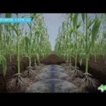 Riego Inteligente (agrohc) - Categoría Riego Agrícola Videos 2021 - @Dakxim México