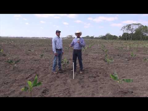 Riego De Banano Por Aspersión - Categoría Riego Agrícola Videos 2021 - @Dakxim México