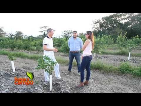 Riego Eficiente En Campos Citrícolas - Categoría Riego Agrícola Videos 2021 - @Dakxim México