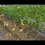 Riego Por Goteo Para La Huerta - Bricomanía - Jardinatis - Categoría Riego Agrícola Videos 2021 - @Dakxim México