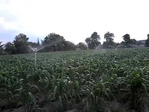 San Simon Coatepec Puebla.  Riego Por Aspersion Para Maiz - Categoría Riego Agrícola Videos 2021 - @Dakxim México