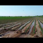 Sistema De Riego: Tubería Con Compuertas - Categoría Riego Agrícola Videos 2021 - @Dakxim México
