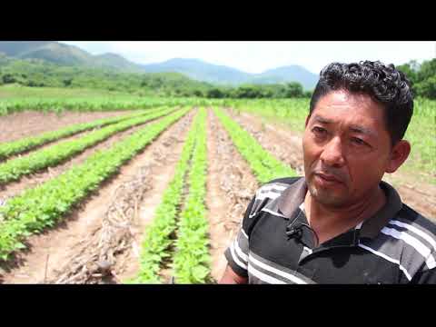 Sistemas De Riego Por Goteo, Nueva Yamala, San Luis, Santa B - Categoría Riego Agrícola Videos 2021 - @Dakxim México
