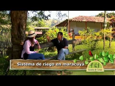 Sistemas De Riego En Escuela De Campo - Categoría Riego Agrícola Videos 2021 - @Dakxim México