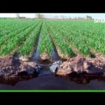 Smarter Tt - Aplicación Canal De Riego - Categoría Riego Agrícola Videos 2021 - @Dakxim México