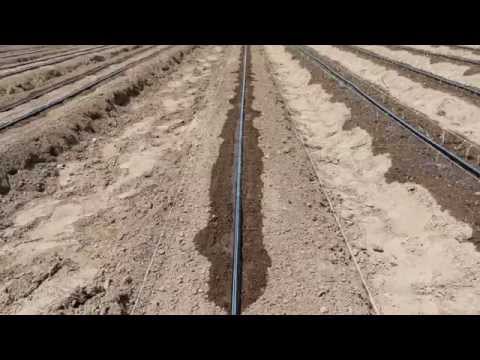 Trasplante de Cebolla en Riego por Goteo (time lapse)